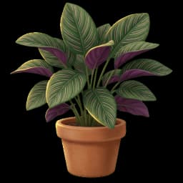 Calathea