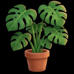 Monstera