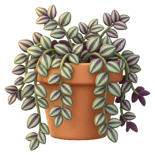 Tradescantia zebrina en pot, tiges retombantes aux feuilles rayées de pourpre et d'argent, une plante quasi immortelle par bouturage