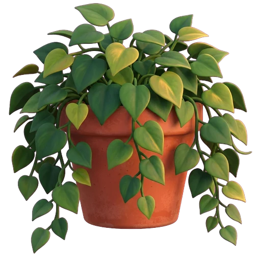 Plante retombante en pleine renaissance, cascade dense de feuillage brillant débordant de son pot en terre cuite